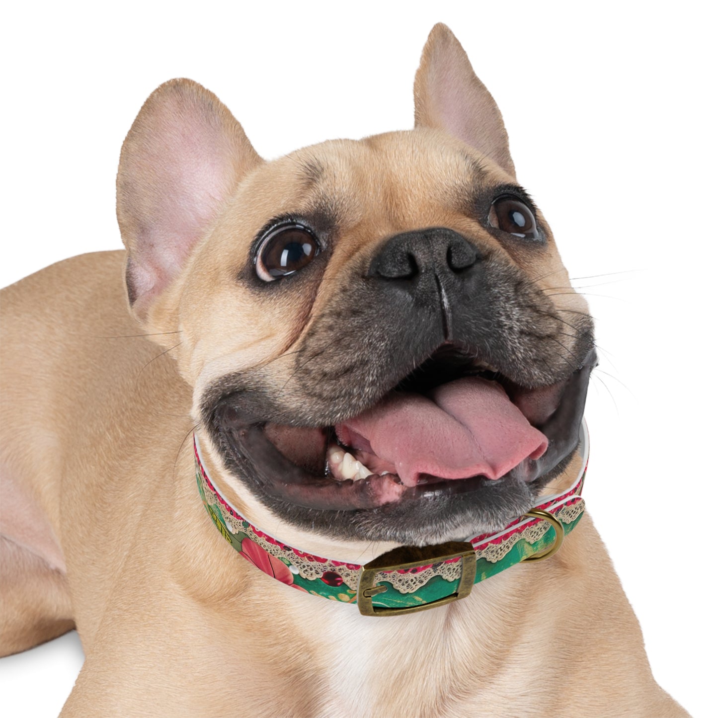 Cordon Dog Collar